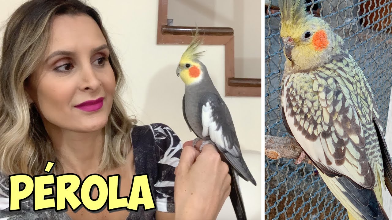 CALOPSITAS PÉROLA