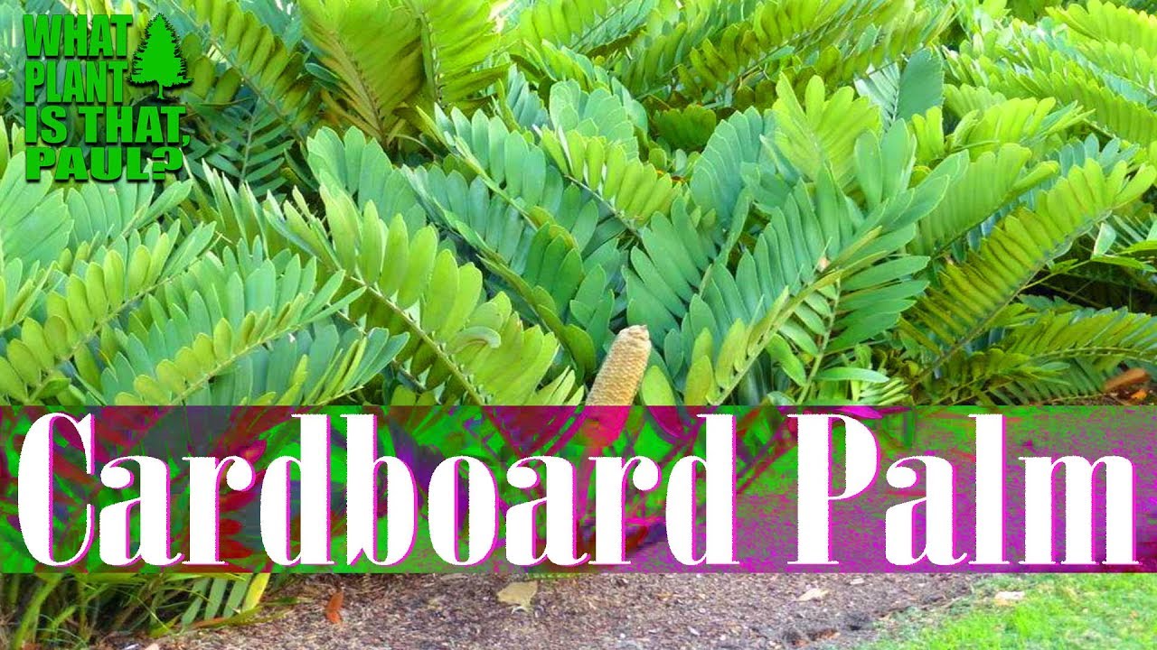 Cardboard Palm - green foliage that feels a bit like fuzzy cardboard.
