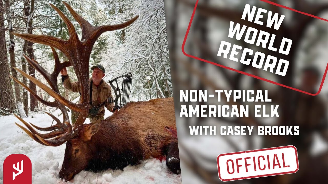 New World Record Bull