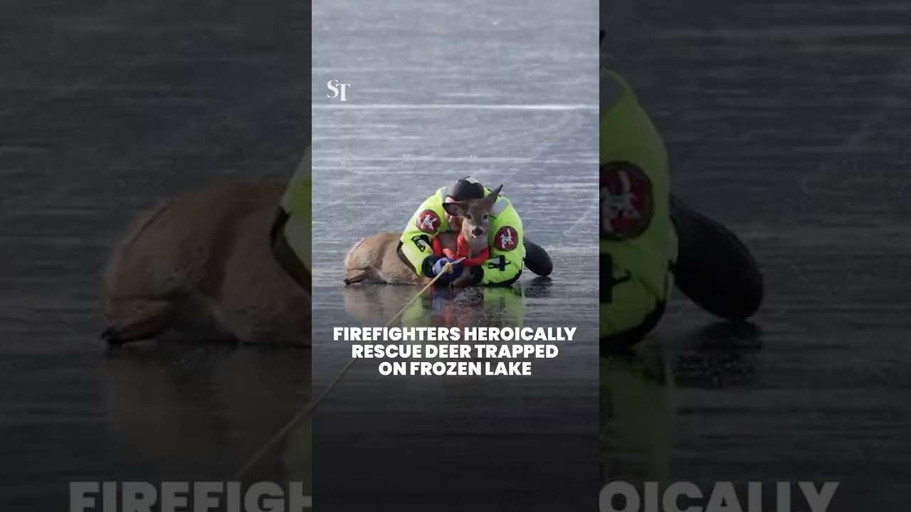 Firefighters heroically rescue deer trapped on frozen lake