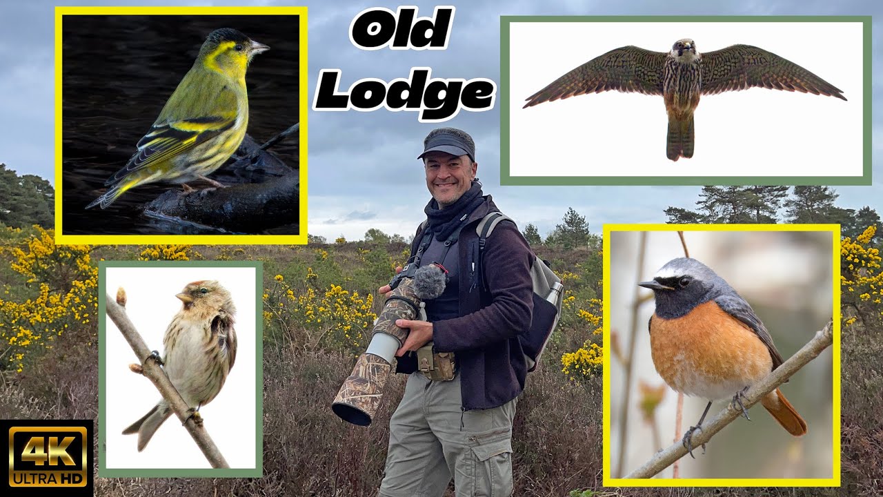 Old Lodge Nature Reserve, East Sussex. Common Redstart, Hobby, Redpoll, Siskin.
