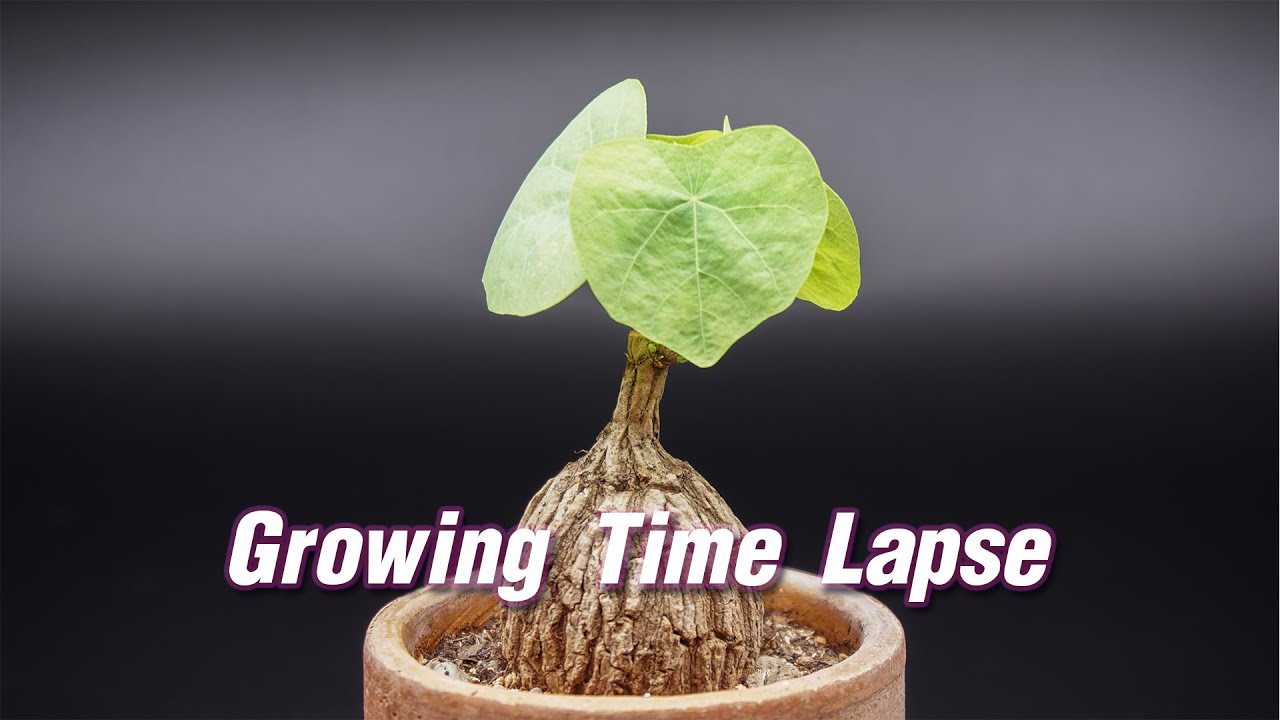 Growing  Stephania Suberosa Time Lapse 21 Days