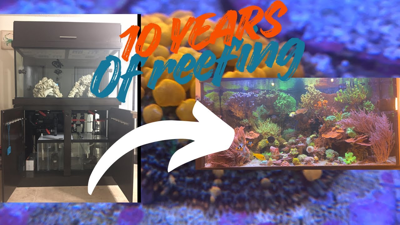 * 10 YEARS OF REEFING PROLOGUE * #reeflife #marineaquarium #fish #saltwateraquarium #reeftank 