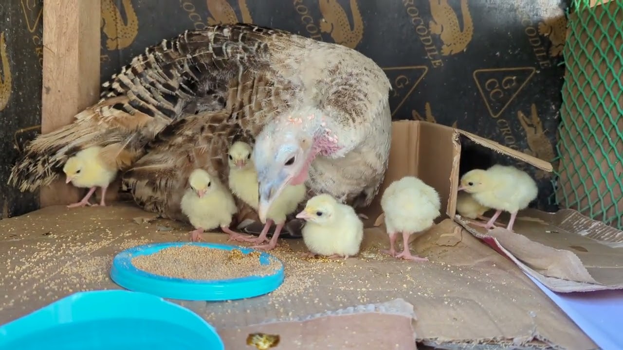 Napisa na ang itlog ng Pabo sa wakas napisa lahat