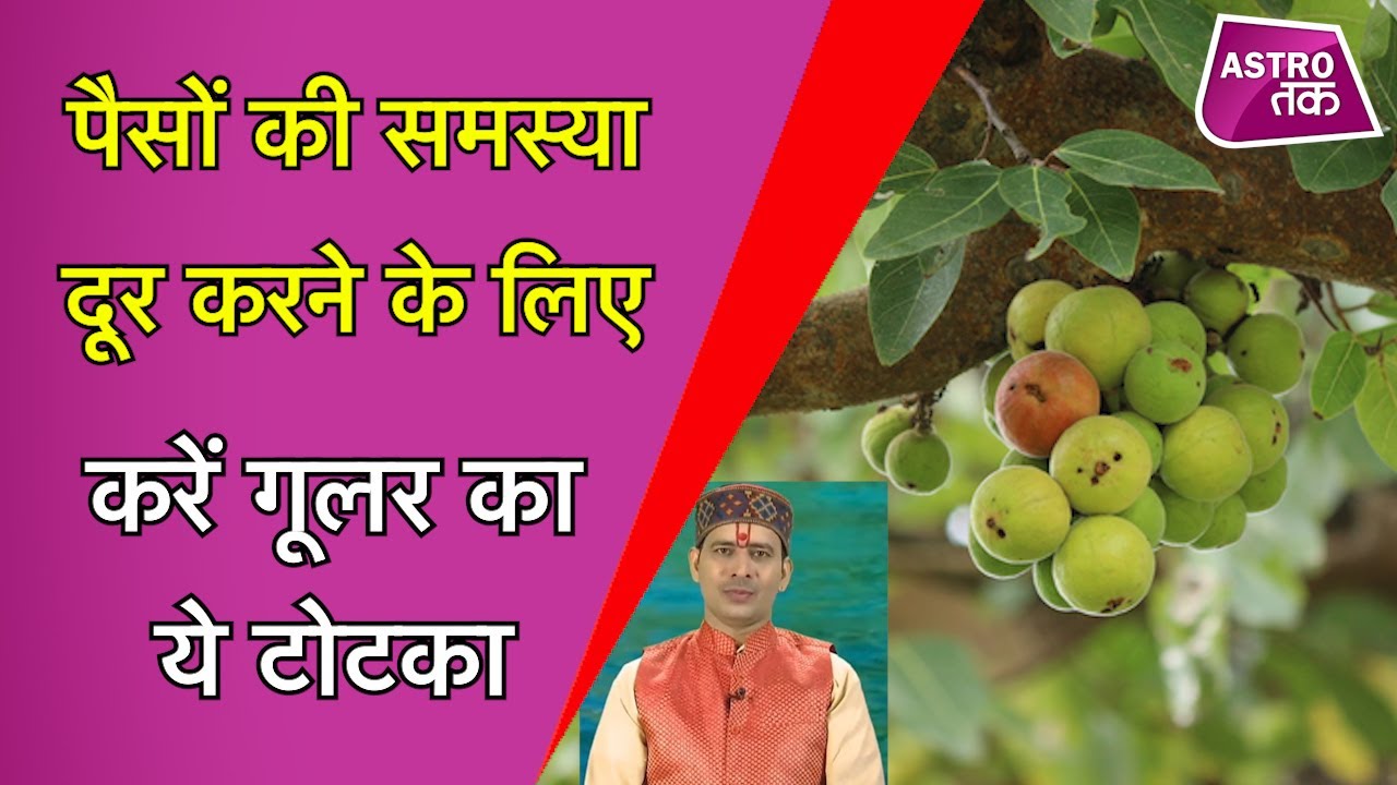 शुक्रवार को करें गूलर का ये टोटका, आर्थिक समस्या हो जाएगी दूर | Vinod Bhardwaj | Astro Tak