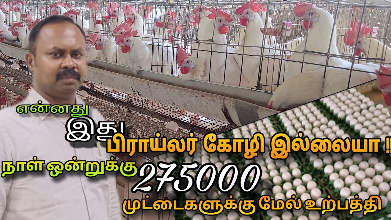 நாமக்கல் முட்டை உற்பத்தி | 3.5 லட்சம் கோழிகள் பிரமாண்டமான கோழி முட்டை பண்ணை #layinghens #poultryfarm