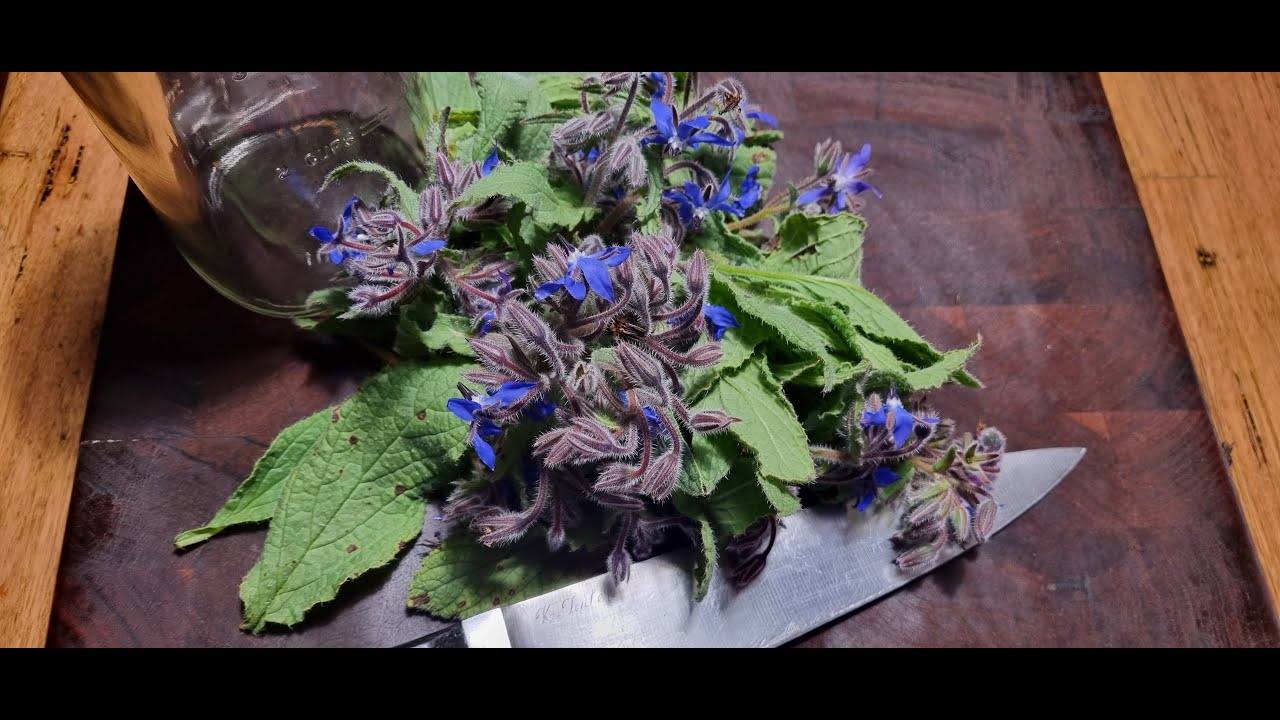 Borage - tincture and oil for skin care
