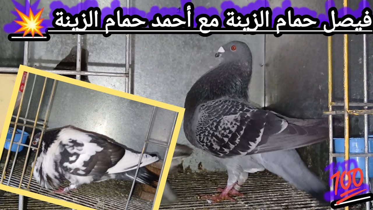 فيصل حمام الزينة 💯 مع أحمد حمام الزينة💥 جينا كوبلات المليح🦋 الثمن في الفيديو🤑