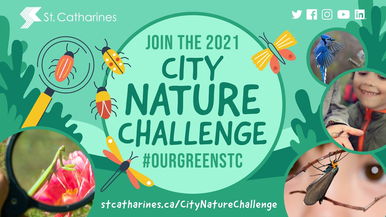 City Nature Challenge 2021: City of St. Catharines