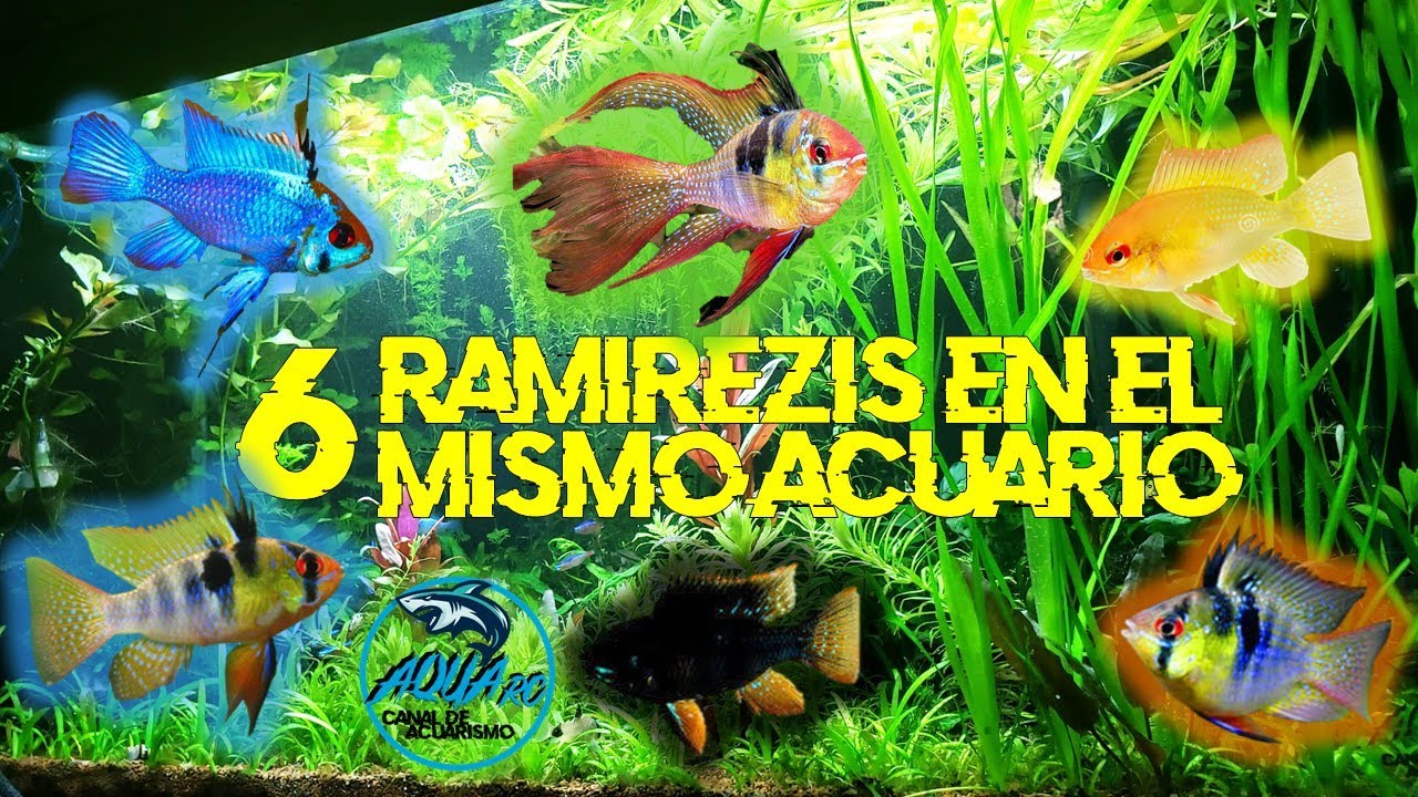 Mi COLECCION DE CICLIDOS ENANOS RAMIREZIS | AQUA RC |