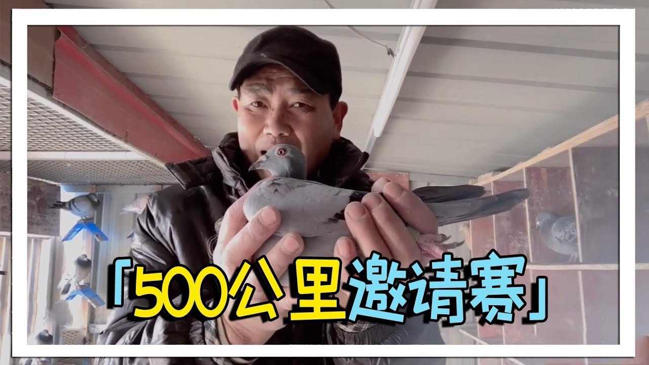 500公里邀请赛集鸽子，农村大叔思量再三，到底送了几只去参赛呢？【农村达叔】