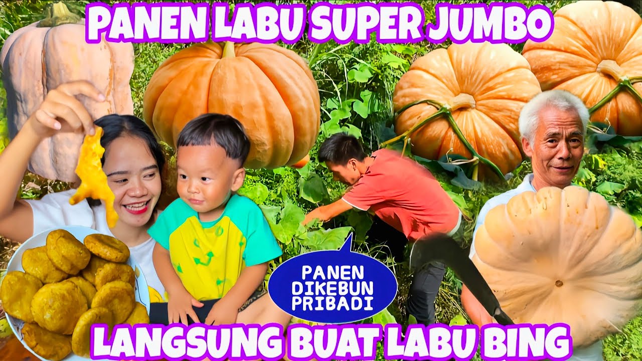 PANEN LABU SUPER JUMBO DIKEBUN DAPAT BANYAK, LABUNYA KITA LANGSUNG BUAT LABU BING ENAK