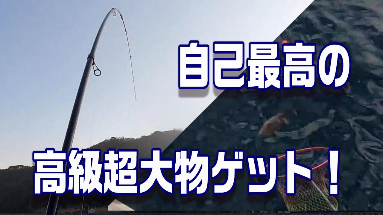 宇和海の水深30ｍ、アジ餌に高級大物を引きずり出す！！　【魚神の釣りいかれへんわ】