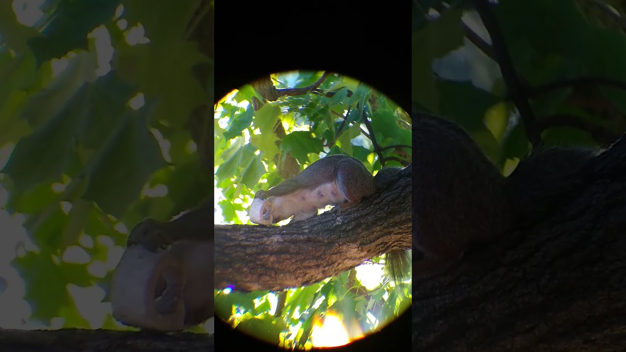 Mama squirrel getting some calcium