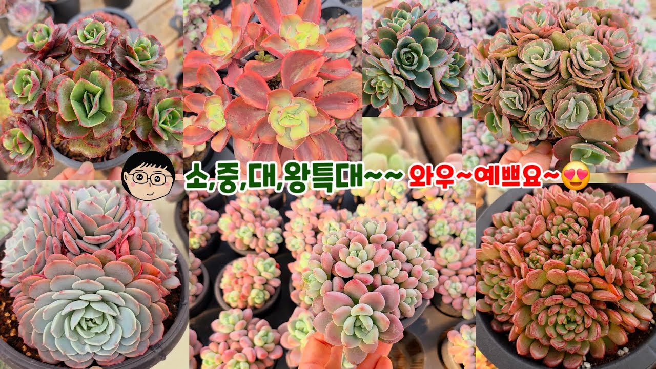 12월15(월)😍소,중,대품,왕특대~바이올렛로즈금입고,수연백금,미울완전강추~총80종~😍😍😍 ♡#succulent plants #多肉植物#다육식물 #예쁜다육식물 #한파 