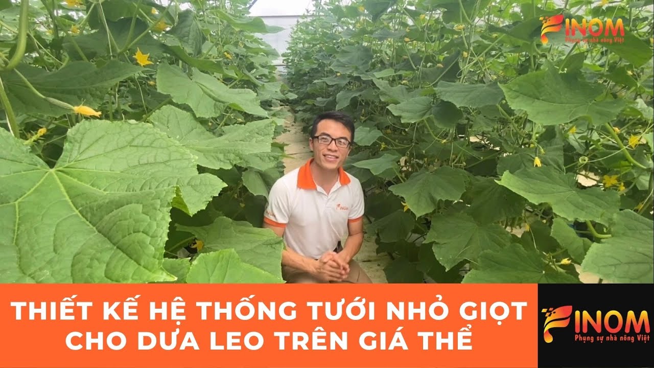 THIẾT KẾ HỆ THỐNG TƯỚI NHỎ GIỌT CHO DƯA LEO TRÊN GIÁ THỂ