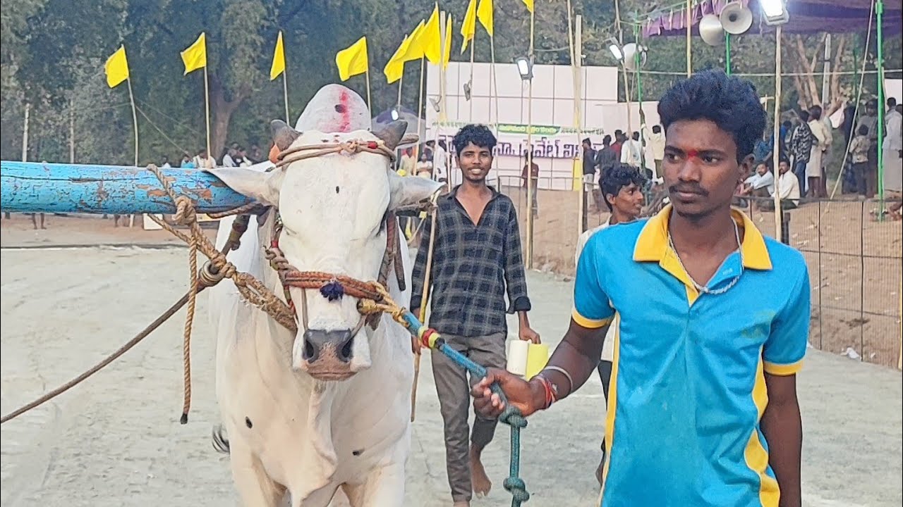 మహానంది 6పళ్ళు  విభాగంలో 20వ జత