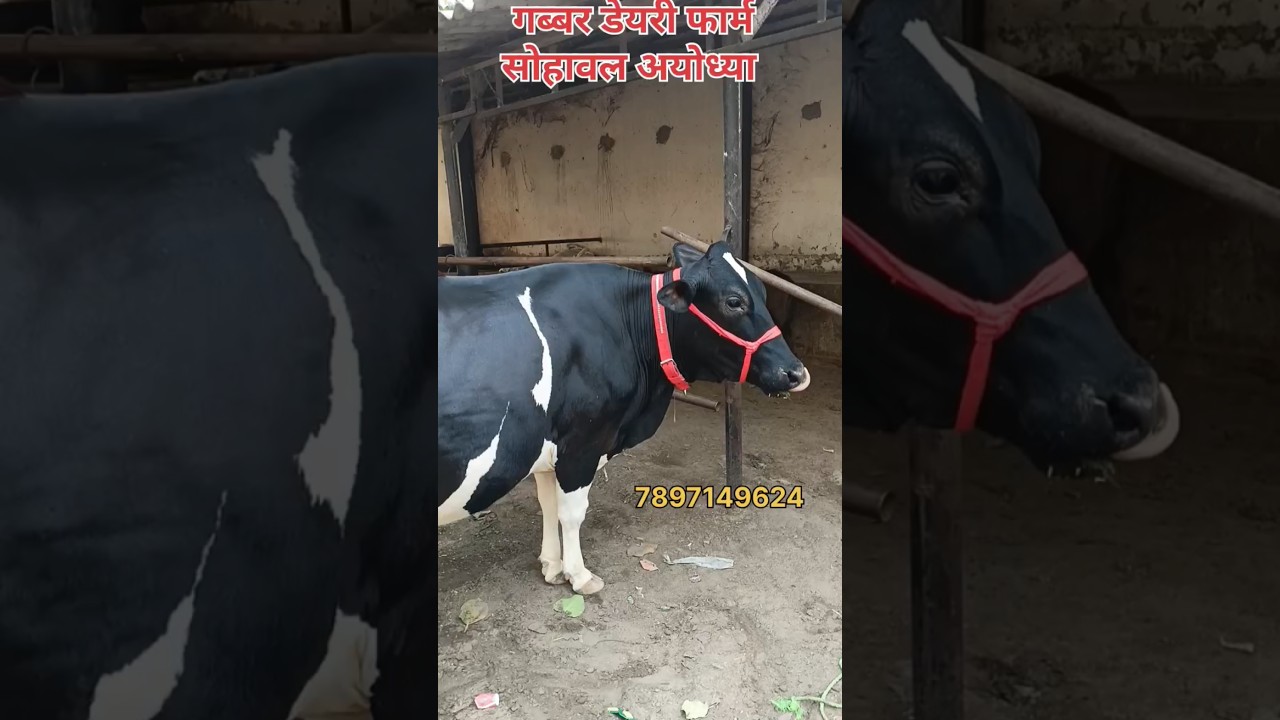 देखिए गब्बर भाई डेयरी फार्म की गाय, सोहावल अयोध्या यूपी