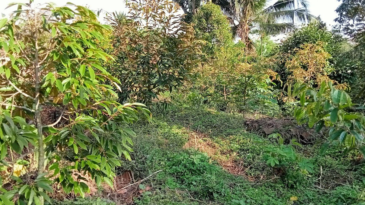 Ini KUNCINYA agar durian MONTONG ttp trubus dan produktif pasca berbuah