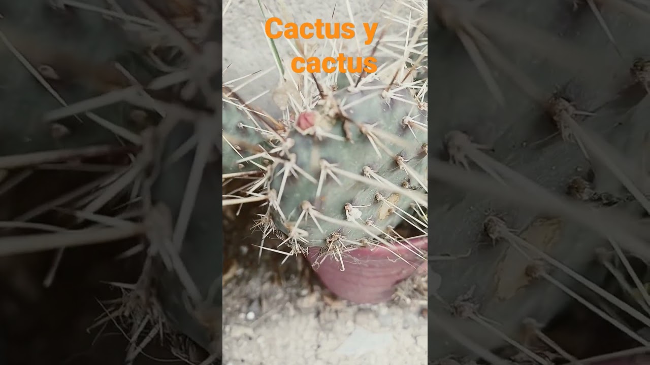 #suculentas #planta #siemprevivas #cactus #sedum #plantadeinterior #plantasdecasa #cactus ##macetas