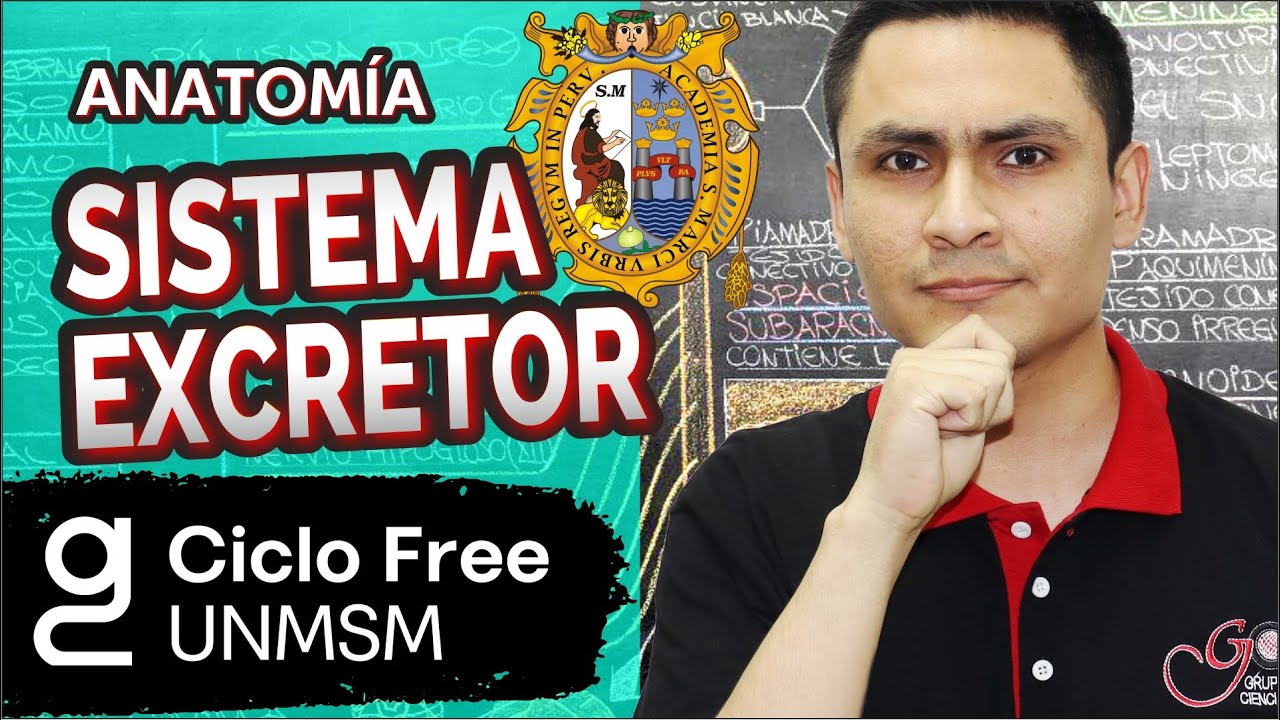 ANATOMÍA - Sistema excretor [CICLO FREE]