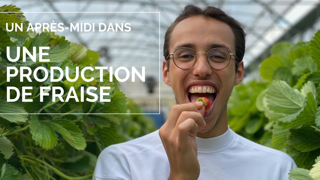 Un après-midi dans une production de Fraise