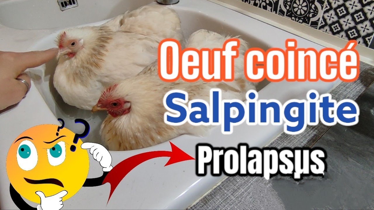 ŒUF COINCÉ CHEZ LA POULE !!! LES RISQUES......😔