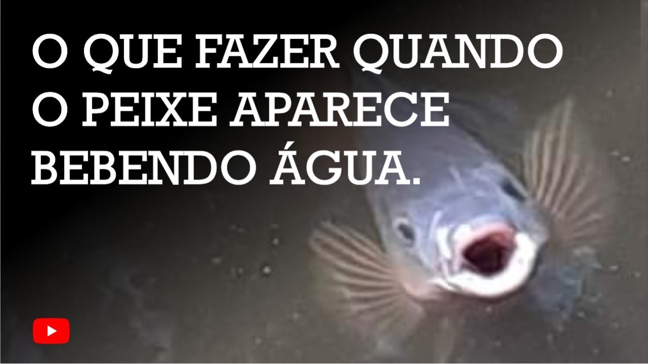 PISICULTURA 497: O QUE FAZER QUANDO O PEIXE APARECE BEBENDO ÁGUA?