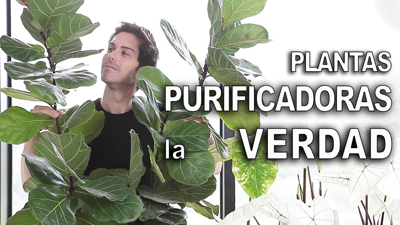 Plantas PURIFICADORAS de aire, lo que nadie te dice [tienes que ver este video]