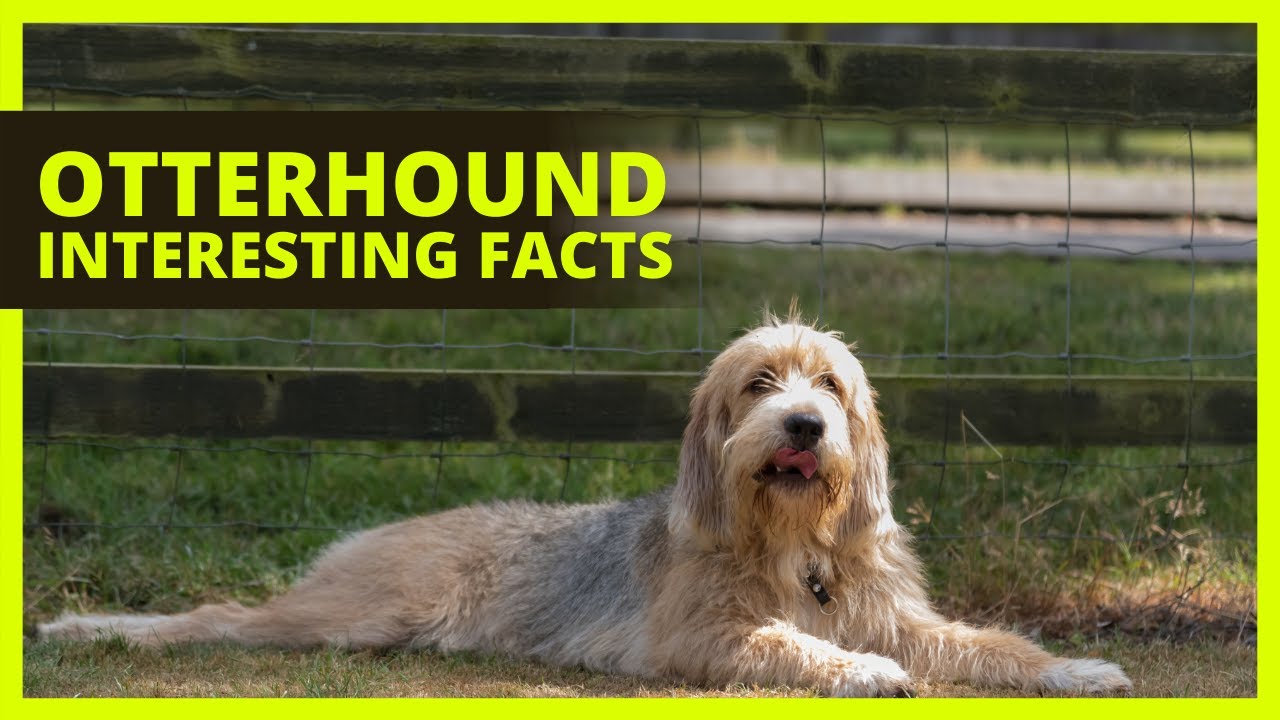 OTTERHOUND BREED 101 | Interesting facts about Otterhounds that you might not know