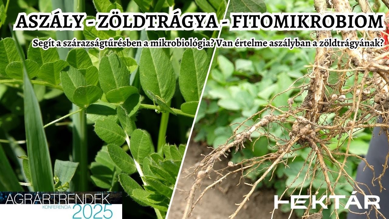 Zöldtrágya-növények csapadék nélkül? Aszálytűrés mikrobákkal? - Szárazság, fitomikrobiom, zöldtrágya