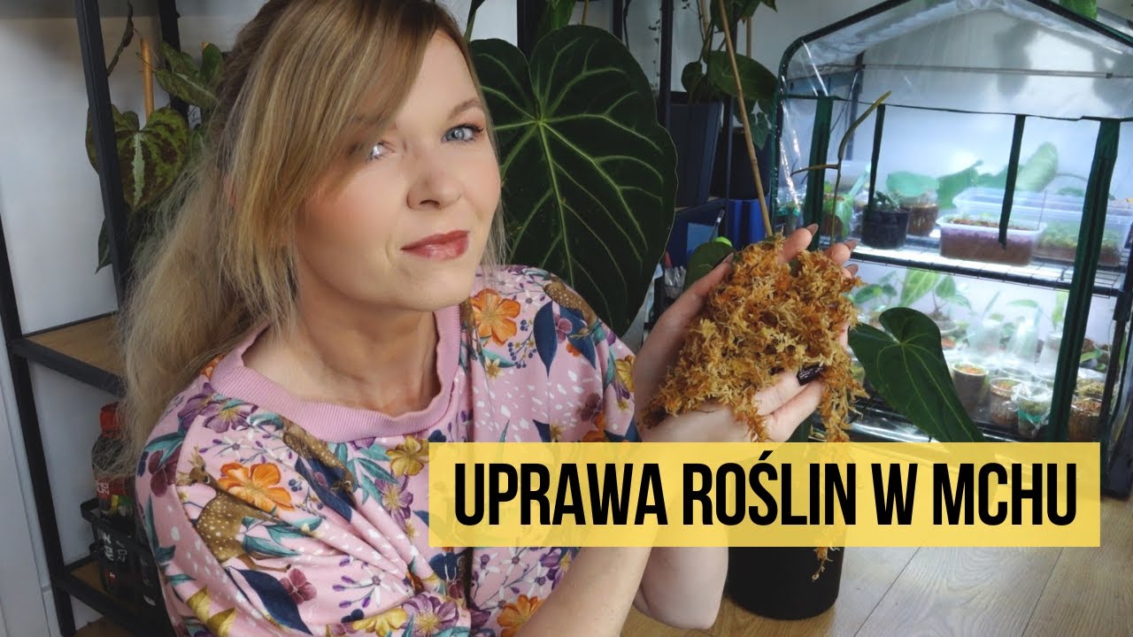 Uprawa roślin (nie tylko Anturiów) w mchu Sphagnum