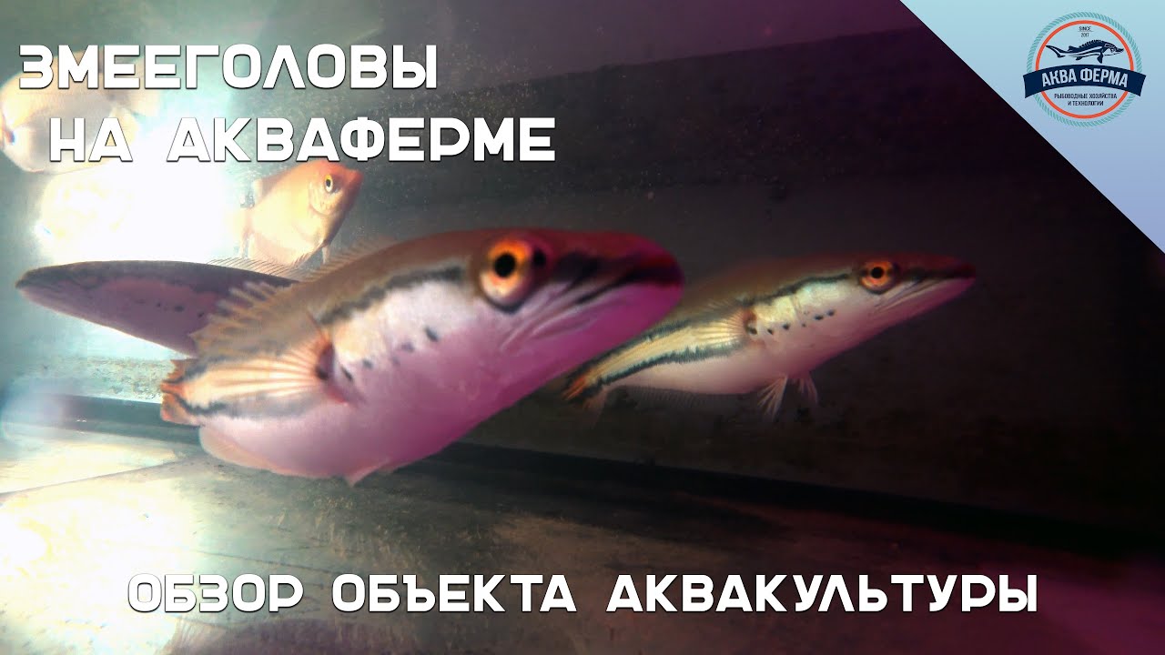 Змееголовы на Акваферме. Обзор объекта аквакультуры