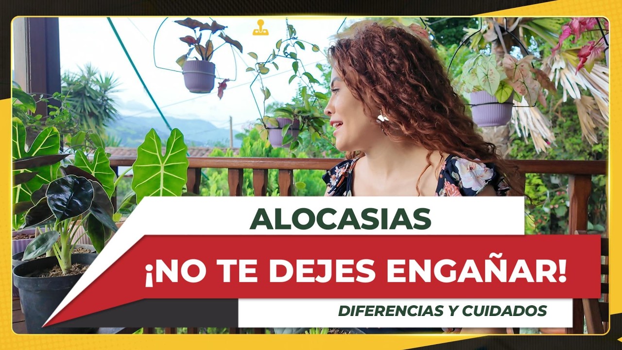 💥👩‍🌾🌿¡¡¡NO TE DEJES ENGAÑAR!!!, ALOCASIAS, DIFERENCIAS Y CUIDADOS💚🍃💥 Parecidas pero diferentes!!!🍃💚🌿