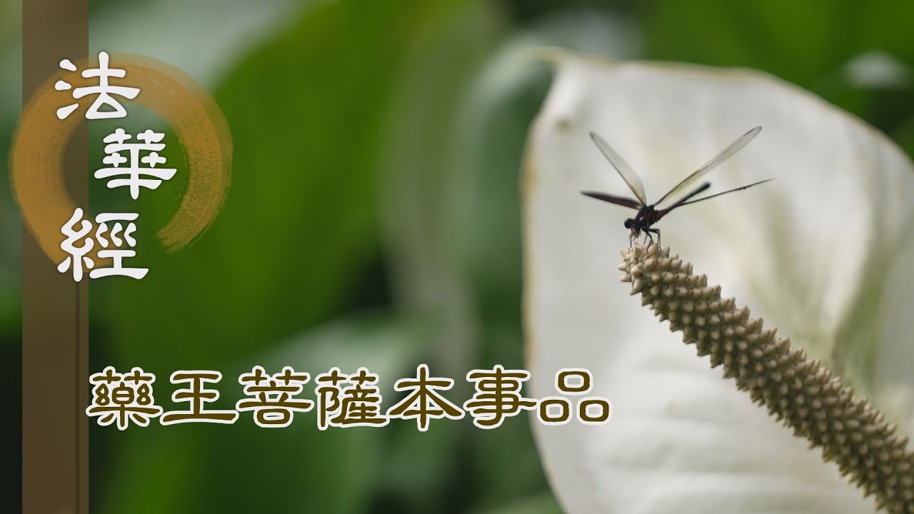 【靜思妙蓮華】 法華經 藥王菩薩本事品 - 聞法布施 造福人間 - 第1862集 20250130