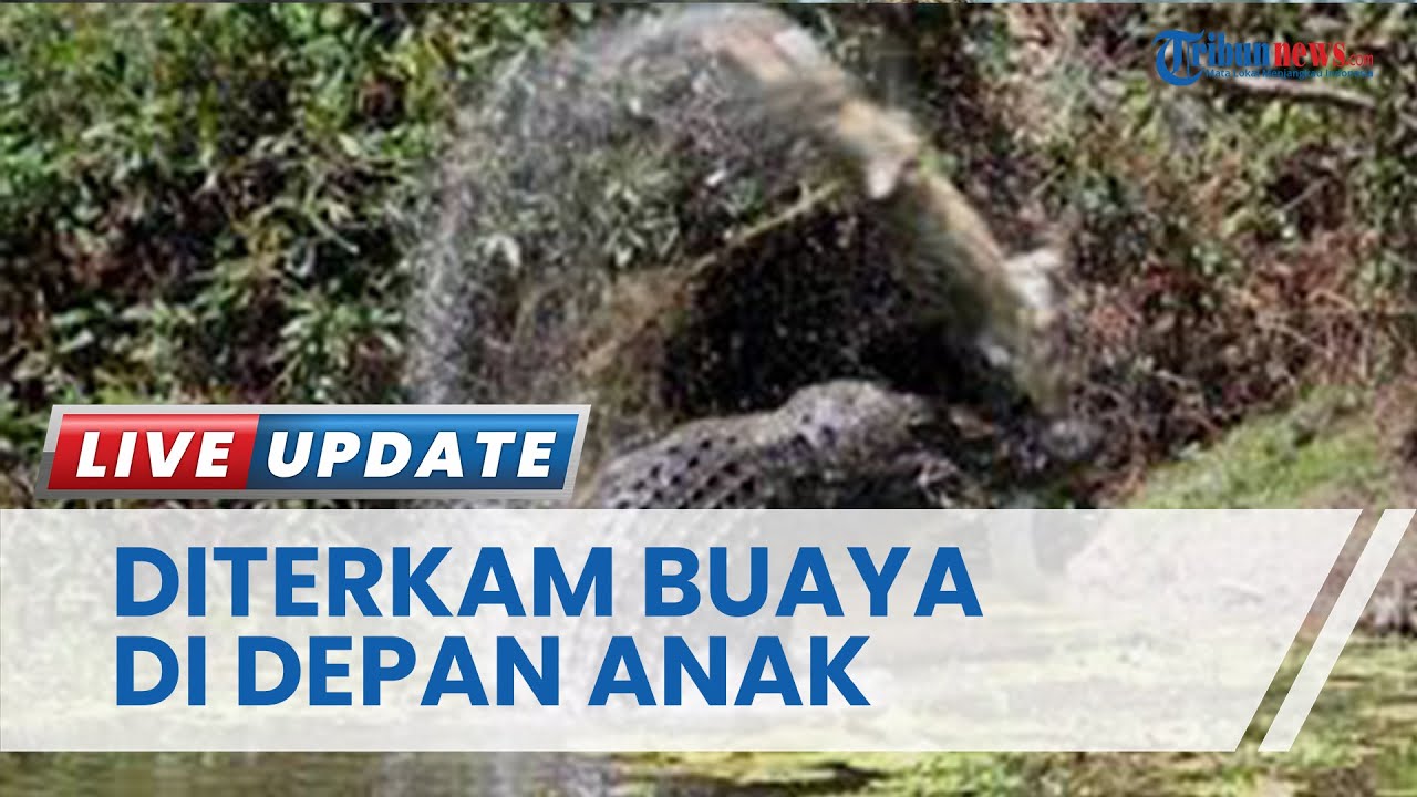 Detik-detik Warga Pesisir Selatan Diterkam Buaya di Hadapan Anaknya, Korban Belum Ditemukan