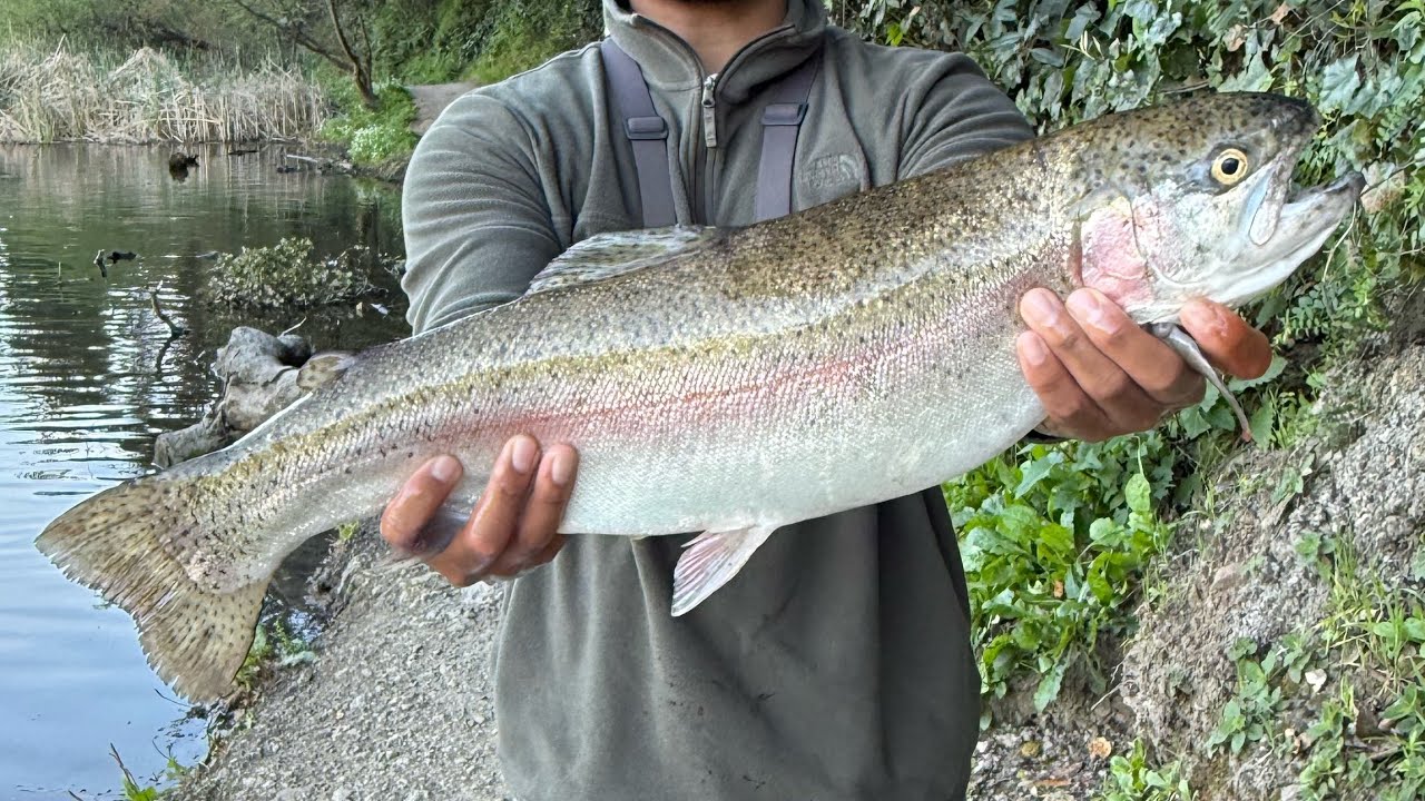 Long Day At The Lake Rewards A Big Trout