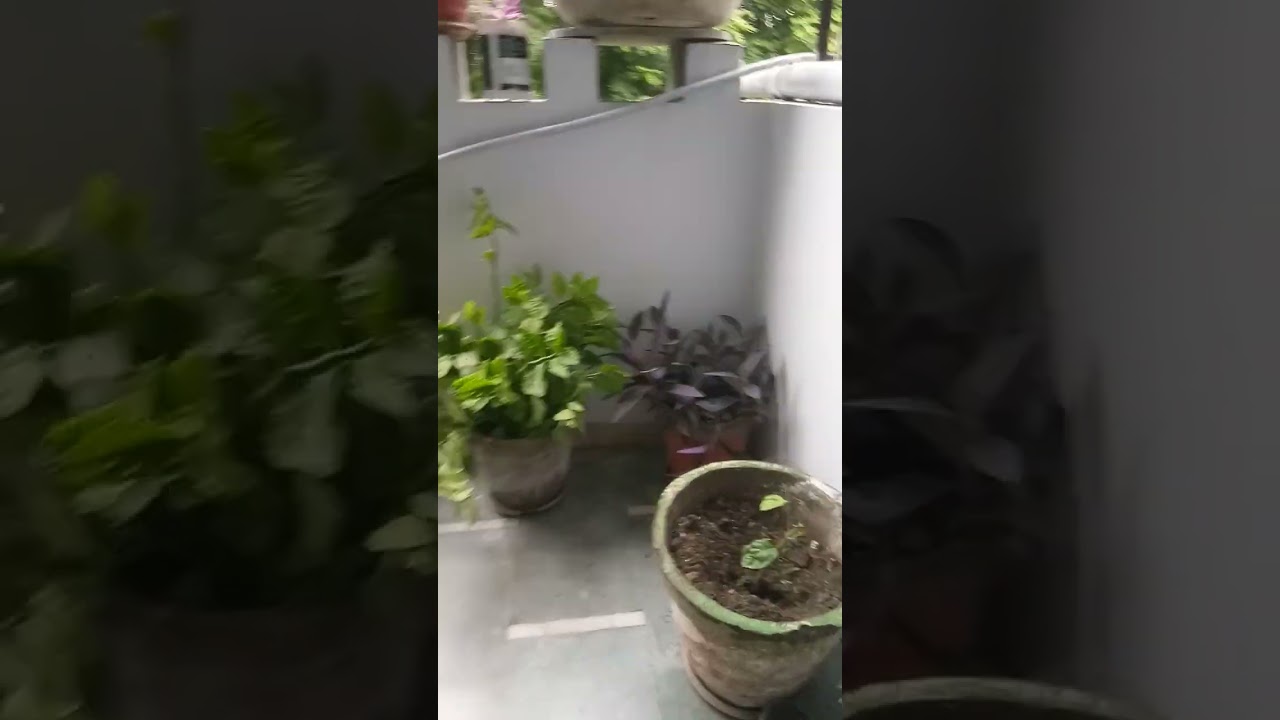 MY HOME GARDEN #shortsvideo #youtuber #rajnisingh (1)