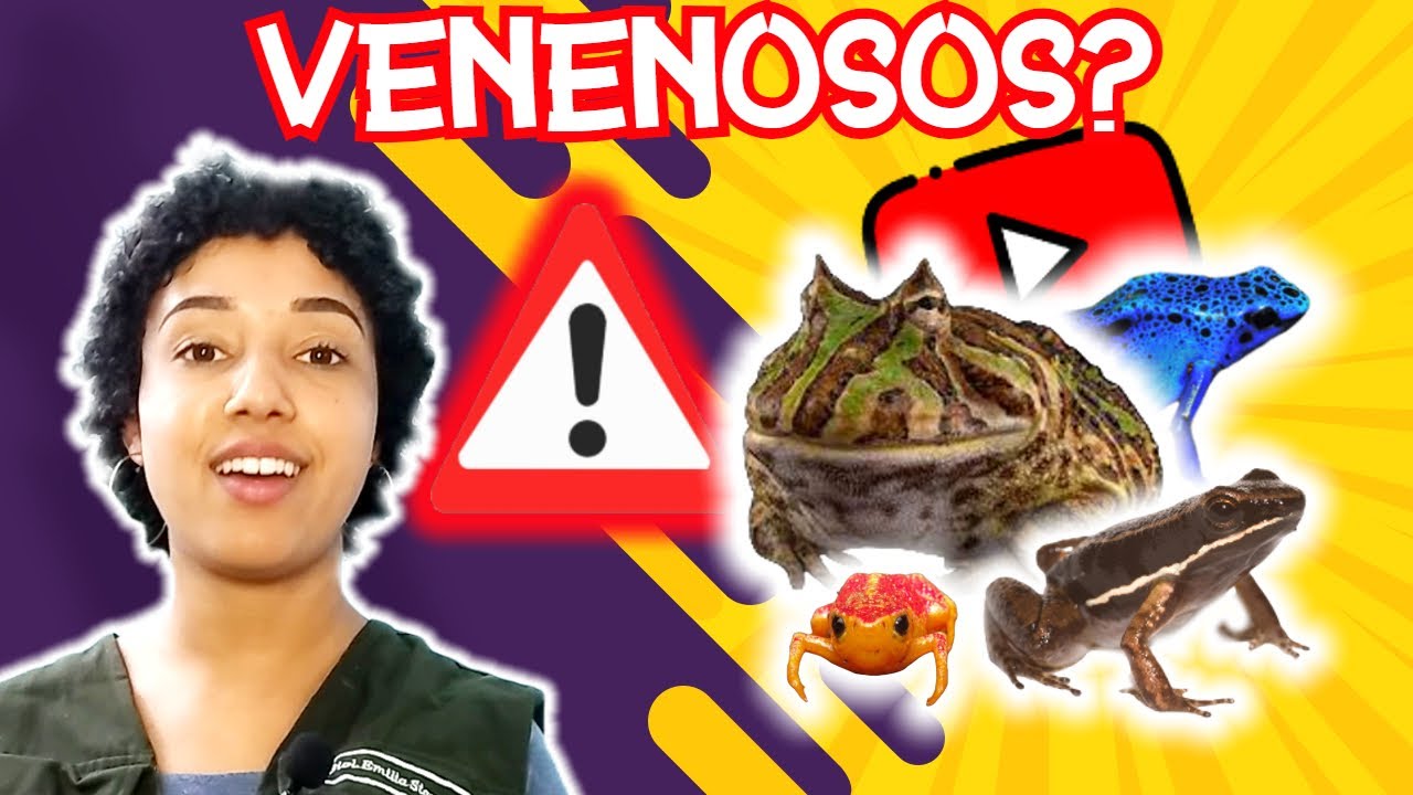 🐸TIPOS DE SAPOS BRASILEIROS