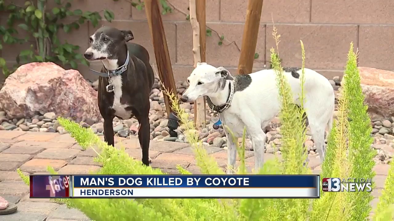 Henderson family's Italian greyhound dog killed by coyote in yard, warning to neighbors