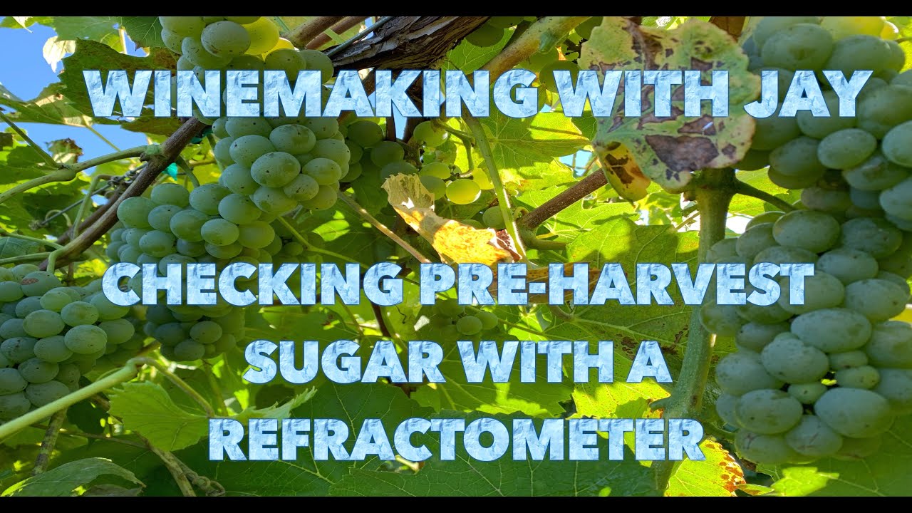 Beginner Winemaking: Using a Refractometer