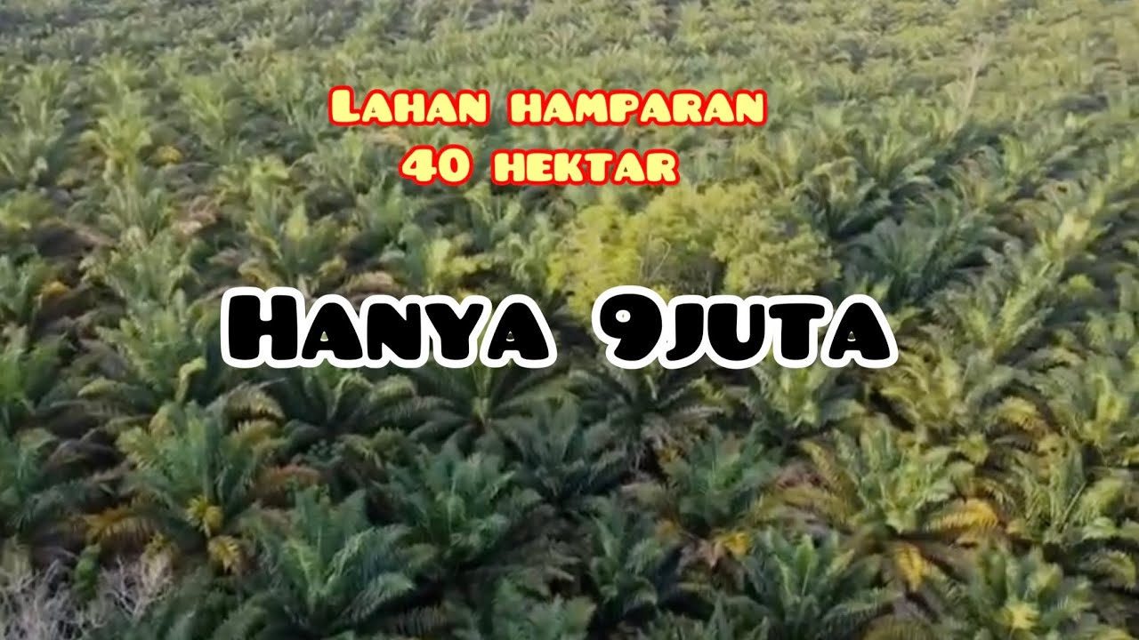 Lahan mineral hamparan, jual murah hanya 9juta perhektar.
