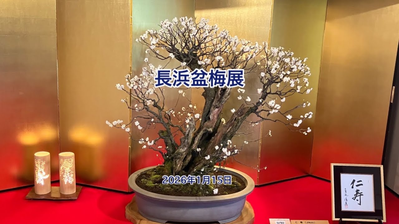 「長浜盆梅展」