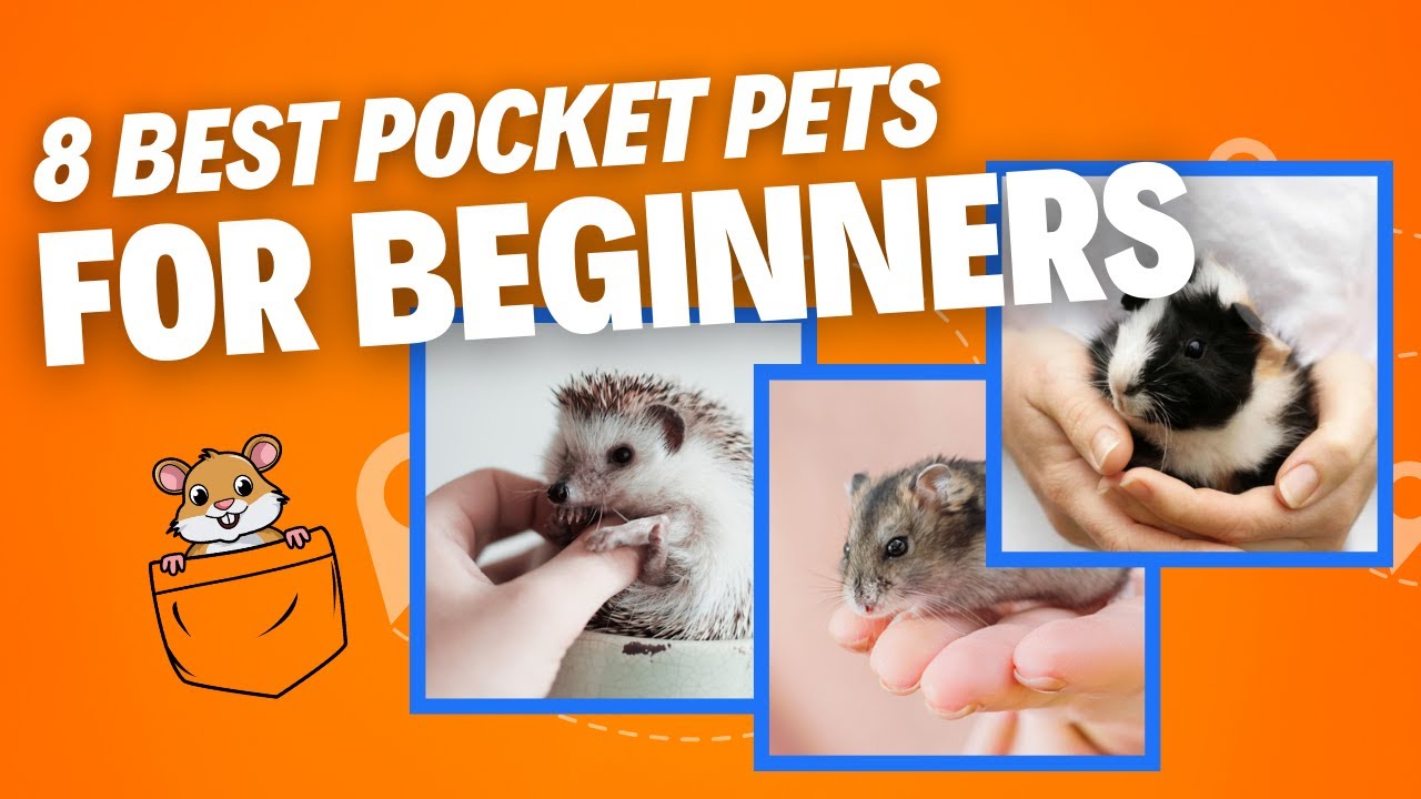8 Best Pocket Pets for Beginners | Best Small Flurry Pets 2024 | Home Pets