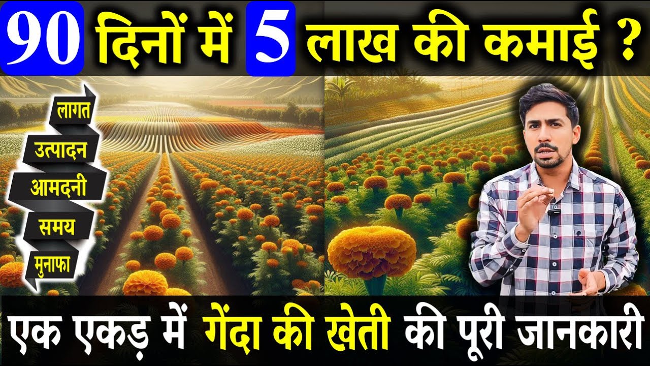 Complete information about cost, income and profit in one acre Marigold Farming in India