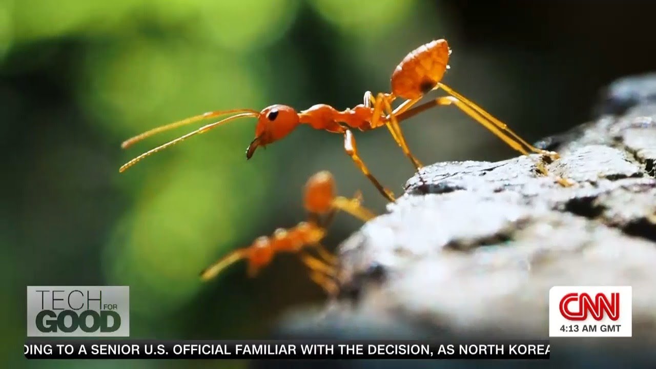 Tech for Good: Animal insights lead to robot navigation breakthroughs