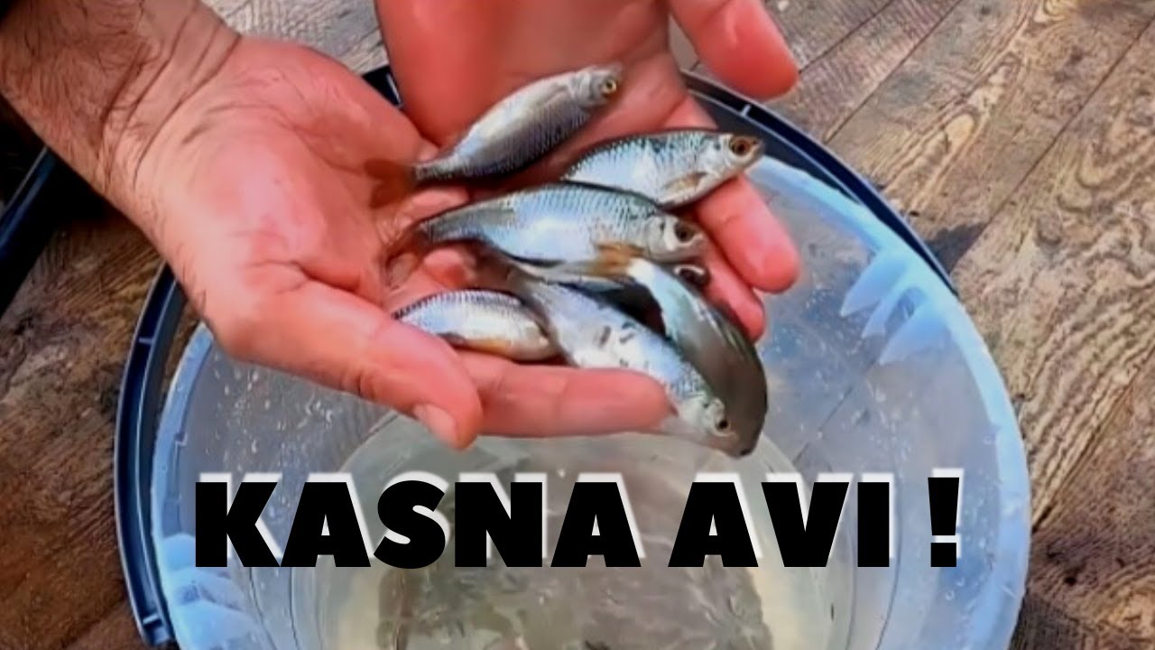 Şamandıralı Olta İle Balık Avı - Kasna Avı - Kızılkanat Avı