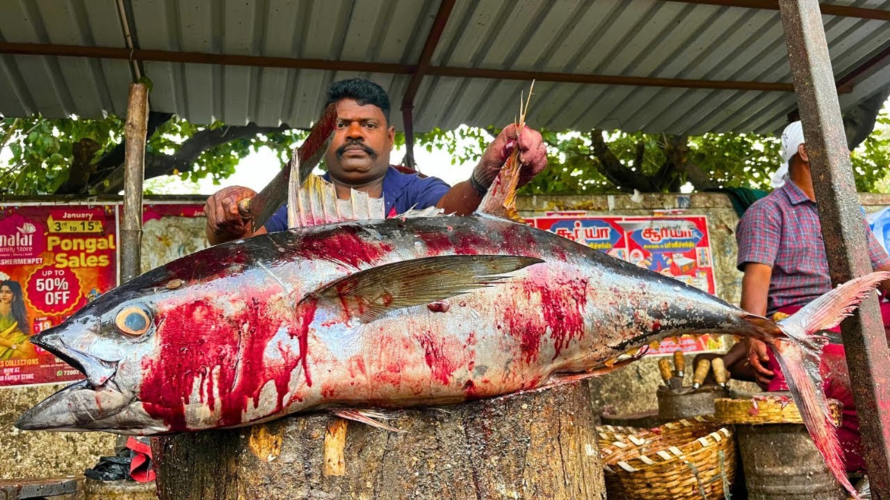 KASIMEDU 🔥 SPEED SELVAM | 33KG BIGG TUNA FISH CUTTING VIDEO | FF CUTTING 🔪
