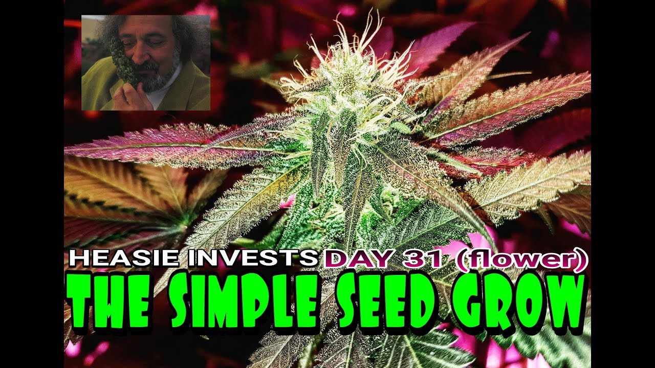 The Simple Seed Grow: Day 33 (flower) - Respecting the history of our gardens