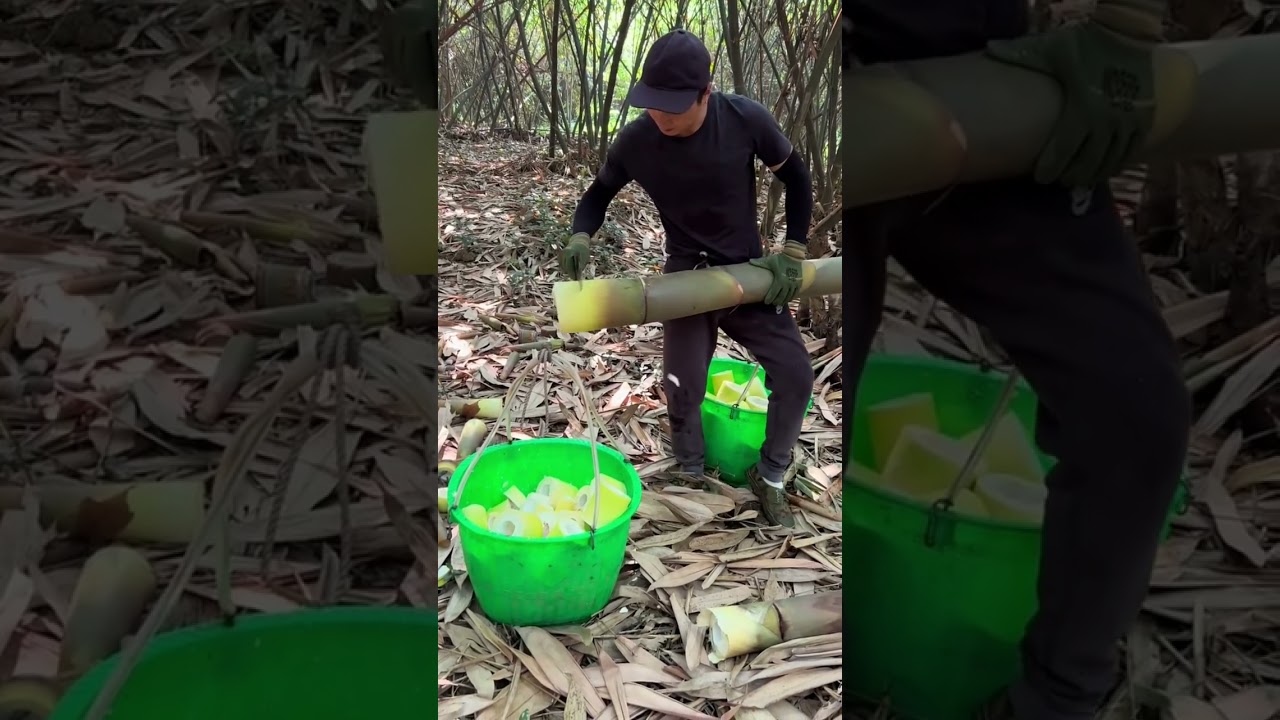 Farmer harvesting cutting Big Bamboo Shoot Amazing Farm